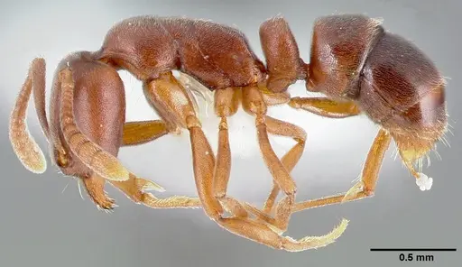 Hypoponera opaciceps specimen CASENT0005435 image casent0005435_3