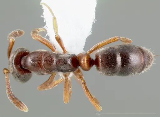 Hypoponera opaciceps specimen CASENT0005436 image casent0005436_1