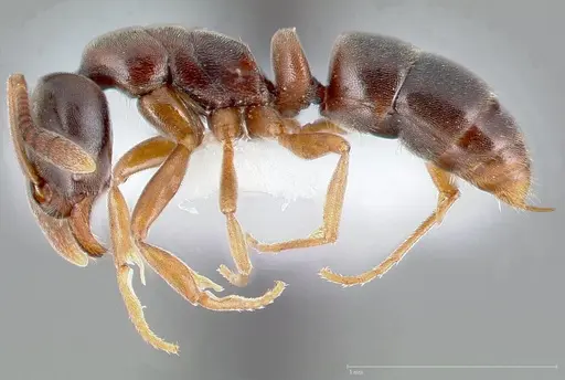 Hypoponera opaciceps specimen CASENT0005436 image casent0005436_3