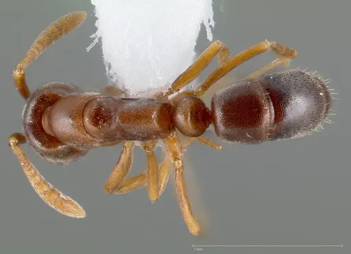 Hypoponera opaciceps specimen CASENT0005438 image casent0005438_1