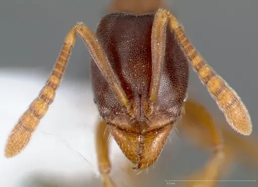 Hypoponera opaciceps specimen CASENT0005438 image casent0005438_2