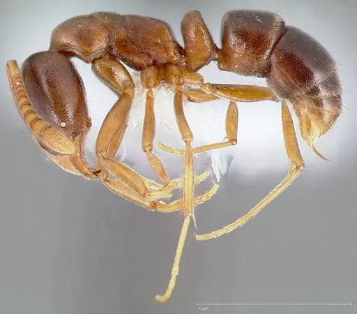 Hypoponera opaciceps specimen CASENT0005438 image casent0005438_3