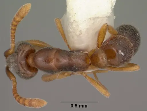 Hypoponera opaciceps specimen CASENT0102905 image casent0102905_1