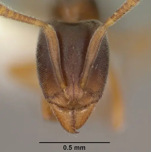 Hypoponera opaciceps specimen CASENT0102905 image casent0102905_2