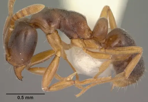 Hypoponera opaciceps specimen CASENT0102905 image casent0102905_3