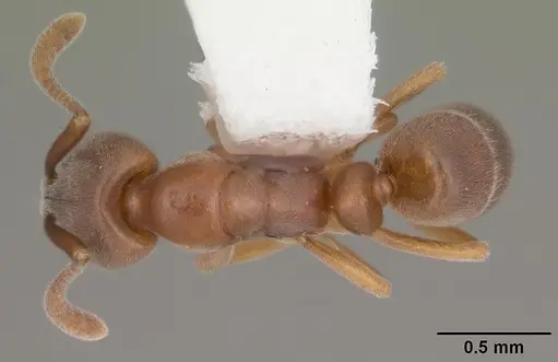 Hypoponera opaciceps specimen CASENT0103952 image casent0103952_1
