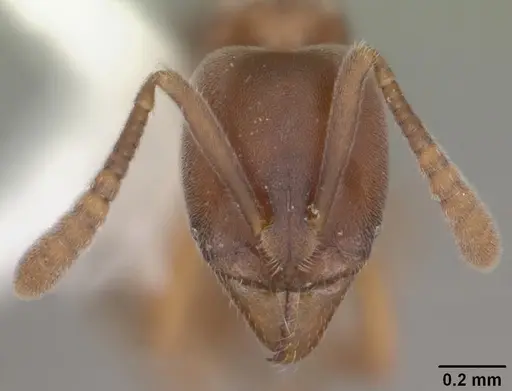 Hypoponera opaciceps specimen CASENT0103952 image casent0103952_2