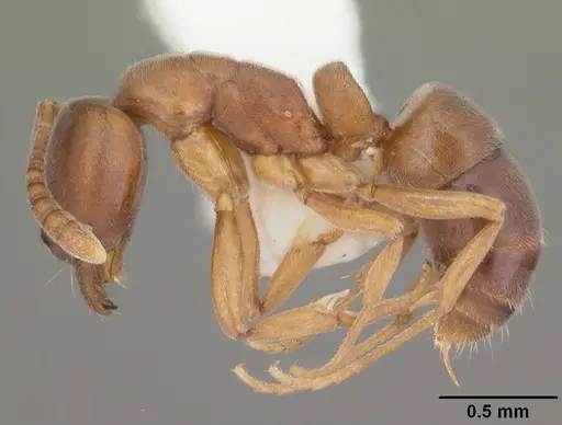 Hypoponera opaciceps specimen CASENT0103952 image casent0103952_3