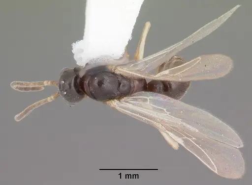 Hypoponera opaciceps specimen CASENT0103959 image casent0103959_1