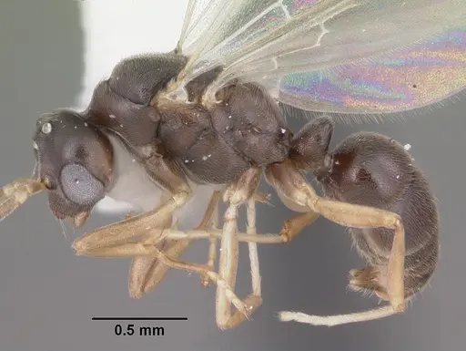 Hypoponera opaciceps specimen CASENT0103959 image casent0103959_3