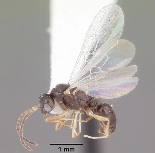 Hypoponera opaciceps specimen CASENT0103959 image casent0103959_4