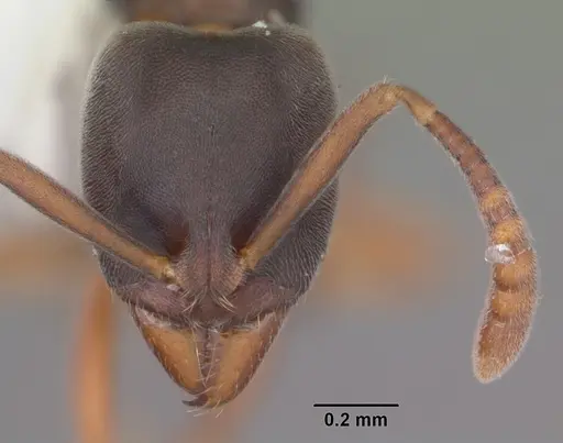 Hypoponera opaciceps specimen CASENT0104122 image casent0104122_2