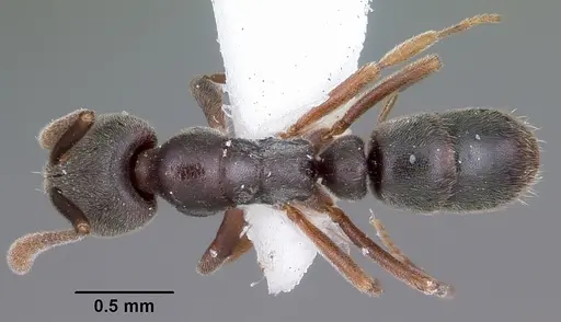 Hypoponera opaciceps specimen CASENT0104662 image casent0104662_1