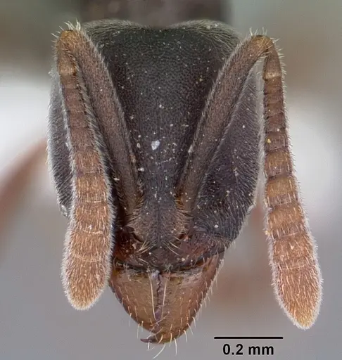 Hypoponera opaciceps specimen CASENT0104662 image casent0104662_2