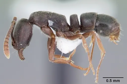 Hypoponera opaciceps specimen CASENT0104662 image casent0104662_3
