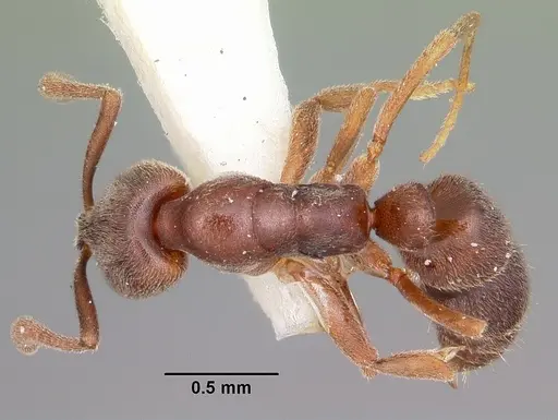 Hypoponera opaciceps specimen CASENT0104663 image casent0104663_1