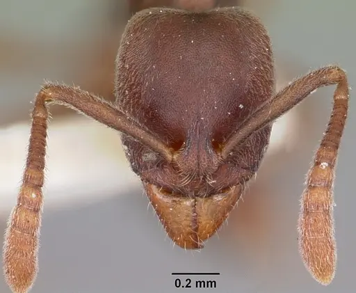 Hypoponera opaciceps specimen CASENT0104663 image casent0104663_2
