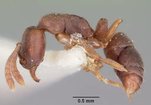 Hypoponera opaciceps specimen CASENT0104663 image casent0104663_3