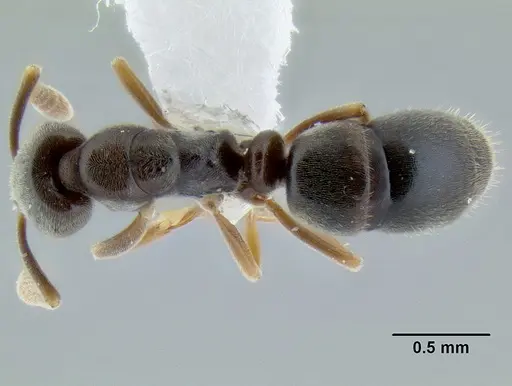 Hypoponera opaciceps specimen CASENT0106093 image casent0106093_1