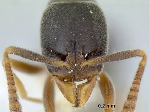 Hypoponera opaciceps specimen CASENT0106093 image casent0106093_2