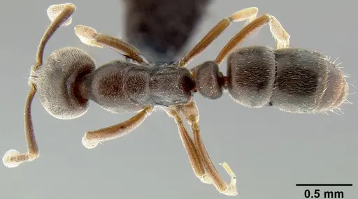 Hypoponera opaciceps specimen CASENT0171154 image casent0171154_1