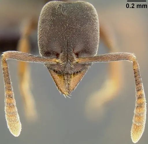 Hypoponera opaciceps specimen CASENT0171154 image casent0171154_2
