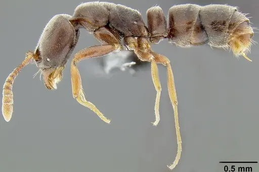 Hypoponera opaciceps specimen CASENT0171154 image casent0171154_4