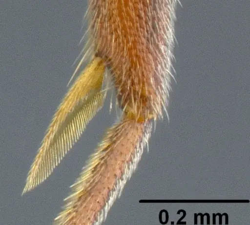 Hypoponera opaciceps specimen CASENT0171154 image casent0171154_5