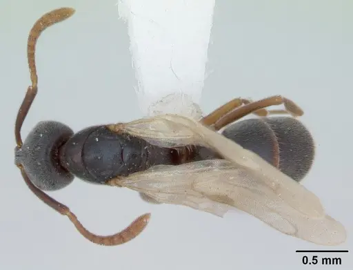 Hypoponera opaciceps specimen CASENT0173292 image casent0173292_1