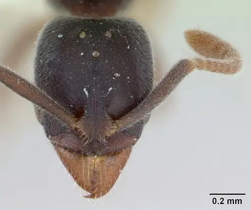 Hypoponera opaciceps specimen CASENT0173292 image casent0173292_2