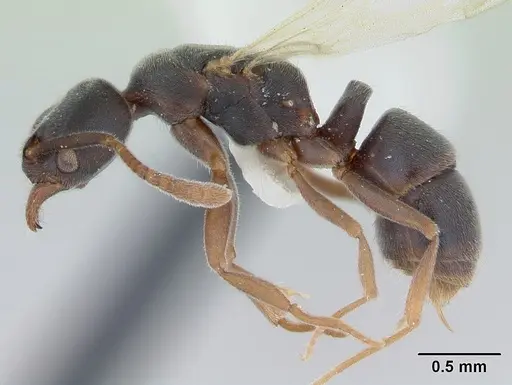 Hypoponera opaciceps specimen CASENT0173292 image casent0173292_3