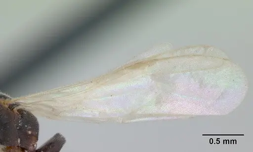 Hypoponera opaciceps specimen CASENT0173292 image casent0173292_4