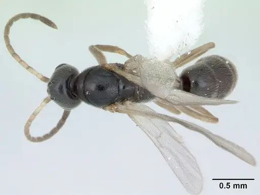 Hypoponera opaciceps specimen CASENT0173293 image casent0173293_1