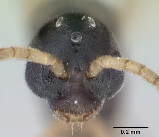 Hypoponera opaciceps specimen CASENT0173293 image casent0173293_2