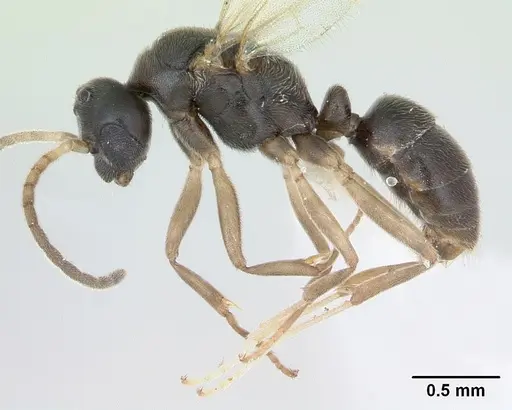 Hypoponera opaciceps specimen CASENT0173293 image casent0173293_3