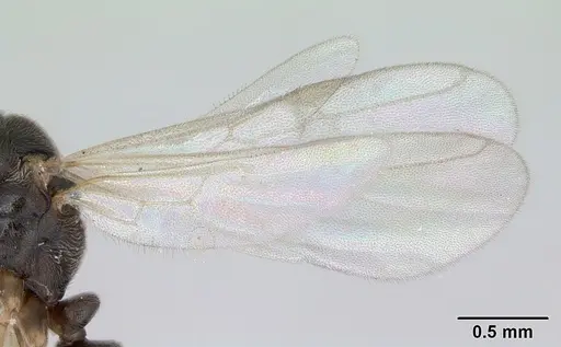 Hypoponera opaciceps specimen CASENT0173293 image casent0173293_4