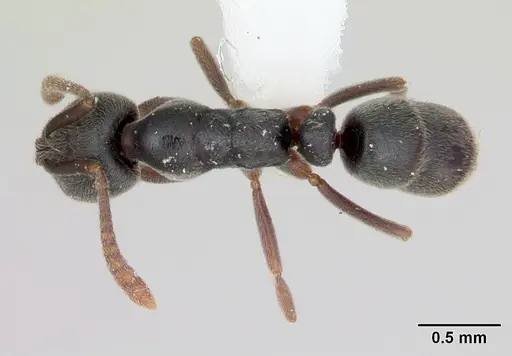 Hypoponera opaciceps specimen CASENT0173294 image casent0173294_1