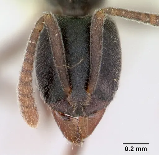 Hypoponera opaciceps specimen CASENT0173294 image casent0173294_2