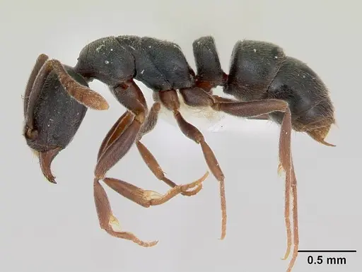 Hypoponera opaciceps specimen CASENT0173294 image casent0173294_3