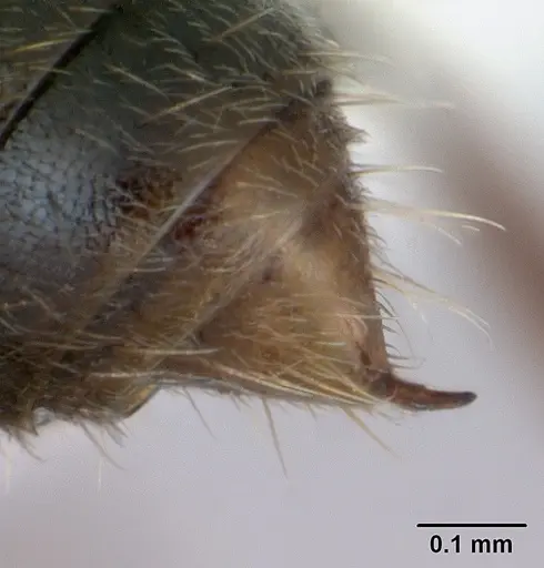 Hypoponera opaciceps specimen CASENT0173294 image casent0173294_4