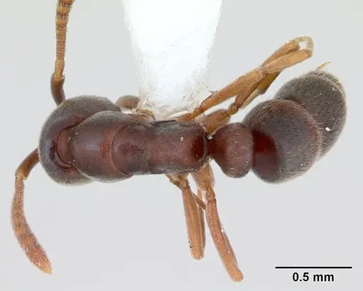 Hypoponera opaciceps specimen CASENT0173715 image casent0173715_1