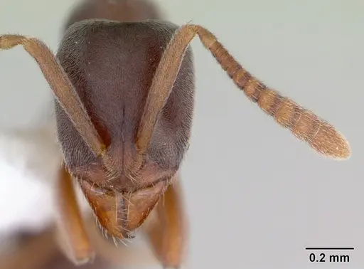 Hypoponera opaciceps specimen CASENT0173715 image casent0173715_2