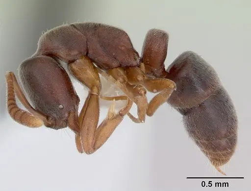 Hypoponera opaciceps specimen CASENT0173715 image casent0173715_3