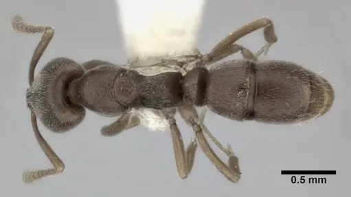 Hypoponera opaciceps specimen CASENT0246006 image casent0246006_1