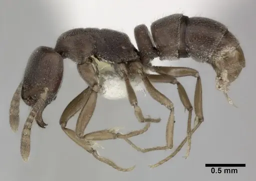 Hypoponera opaciceps specimen CASENT0246006 image casent0246006_3