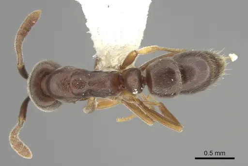 Hypoponera opaciceps specimen CASENT0260426 image casent0260426_1