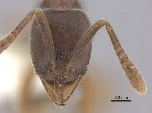 Hypoponera opaciceps specimen CASENT0260426 image casent0260426_2