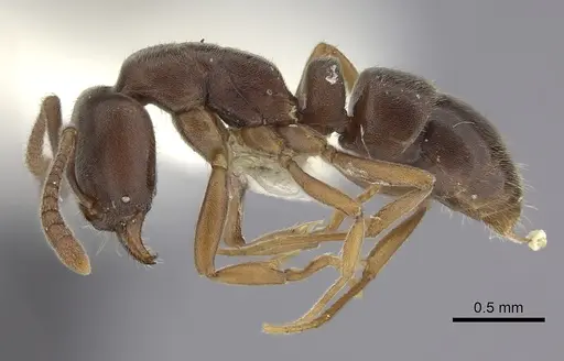 Hypoponera opaciceps specimen CASENT0260426 image casent0260426_3