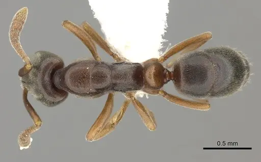 Hypoponera opaciceps specimen CASENT0260427 image casent0260427_1