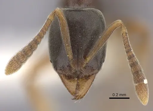 Hypoponera opaciceps specimen CASENT0260427 image casent0260427_2